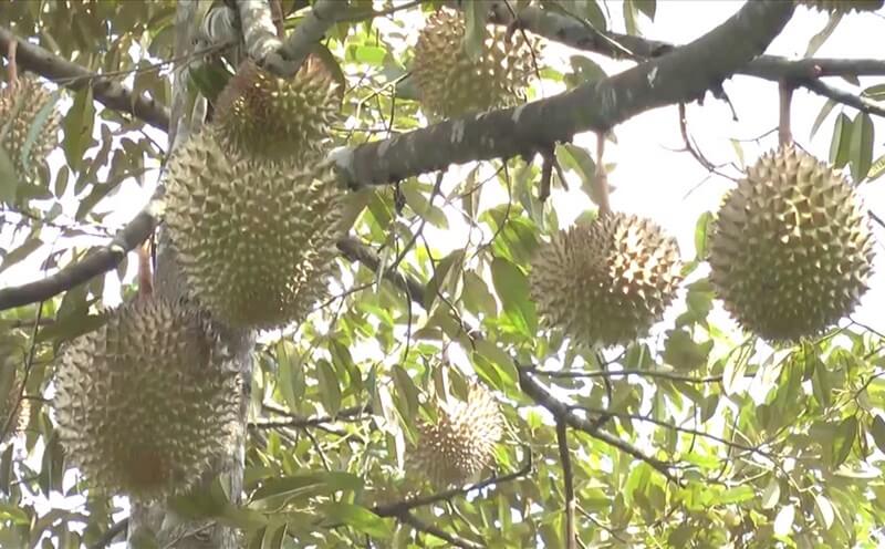 Nuoi-trai-sau-rieng-giai-doan-30-ngay-sau-xo-nhuy