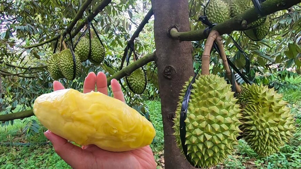 Phuc-hoi-vuon-sau-rieng-nhiem-doc-Paclo-chi-sau-20-ngay