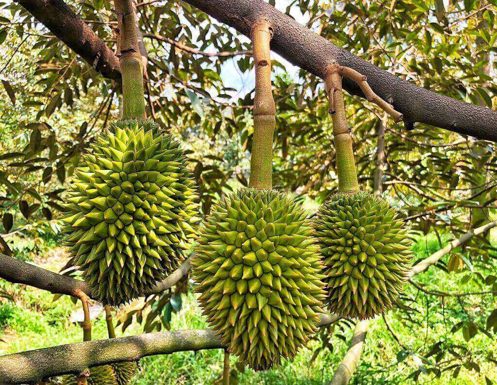 Phuc-hoi-vuon-sau-rieng-suy-chi-sau-7-ngay