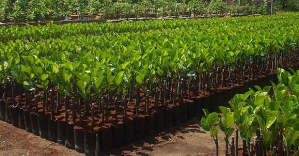 Ung-dung-HYDRO-MY-trong-san-xuat-cay-giong-chat-luong-Cao