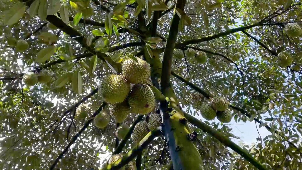 Vuon-sau-rieng-phat-trien-xum-xue-chi-sau-1-lan-su-dung-HYDRO-MY