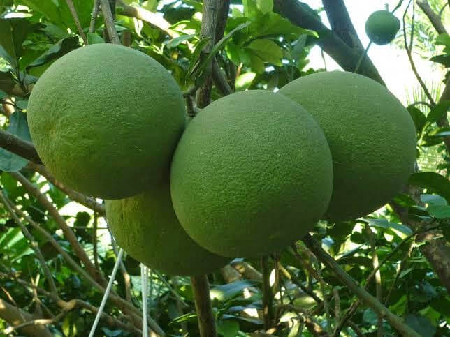 XANH-LA-LON-TRAI-BUOI-DA-XANH-KHI-SU-DUNG-HYDRO-MY