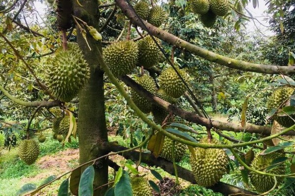 chay-la-suy-cay-sau-rieng