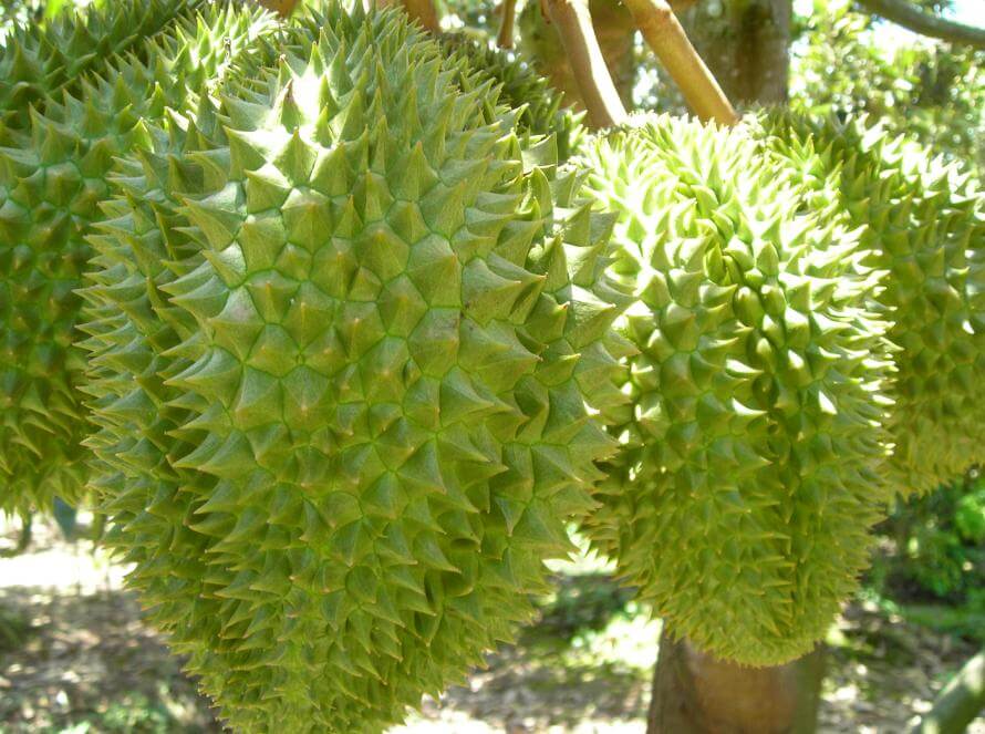 nuoi-trai-sau-rieng-to-ma-cay-van-sung